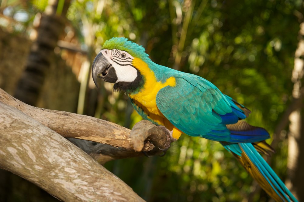 Жёлто-зелёный доминиканский ара