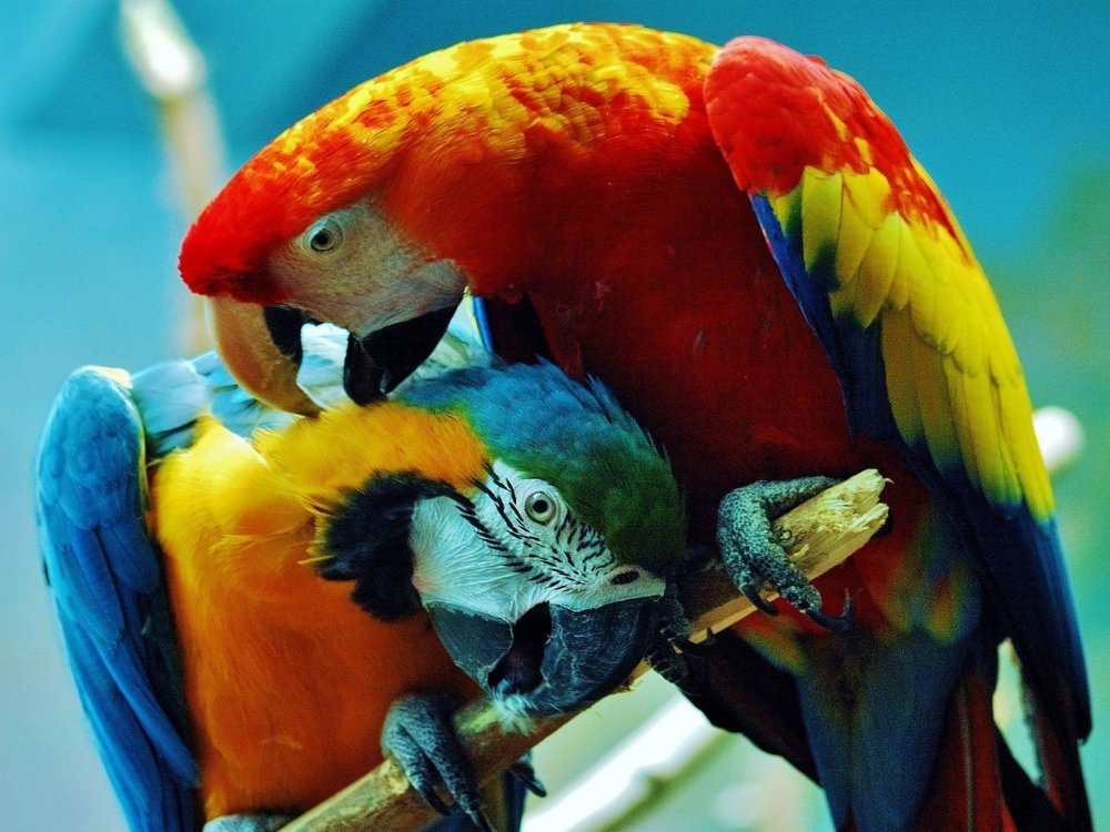 Попугай ара гиацинтовый