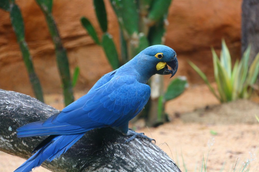 Тропический попугай акварель