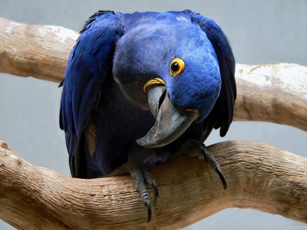 Самый большой попугай гиацинтовый ара