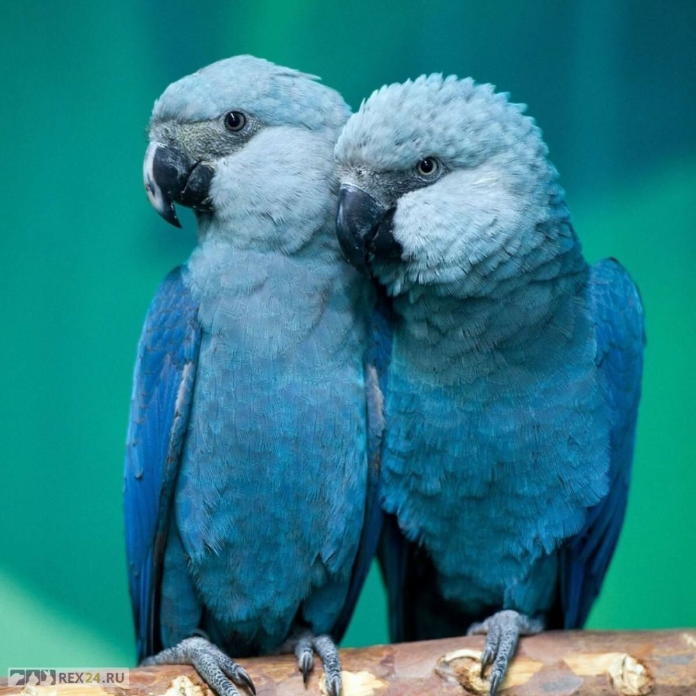 Попугаи ара - под угрозой исчезновения