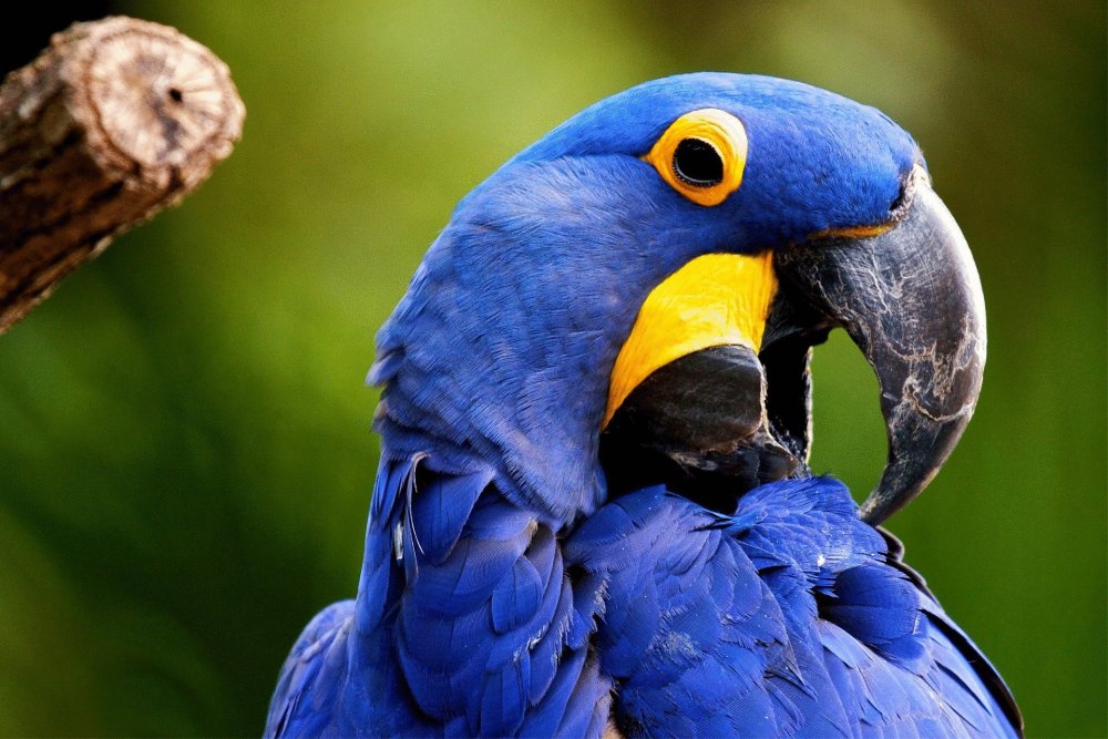 Бразильские попугаи ара