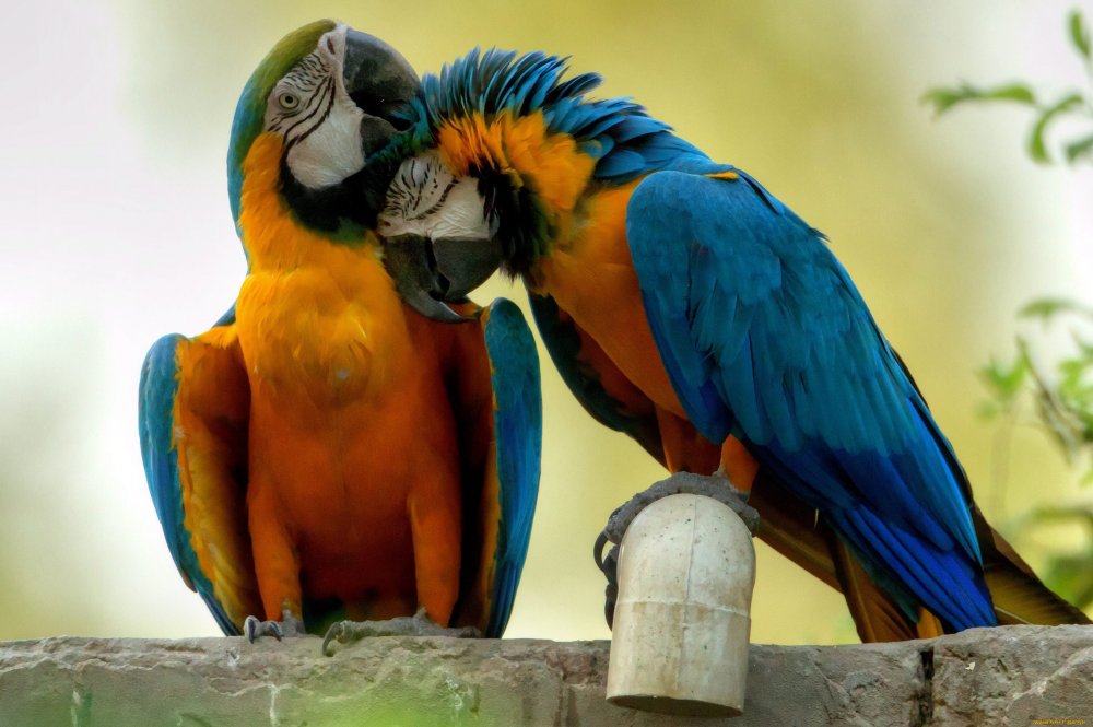 Пара попугаев ара