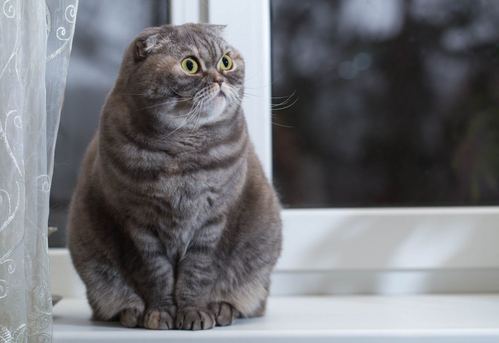 Фото кота британец серого цвета с прижатыми ушами