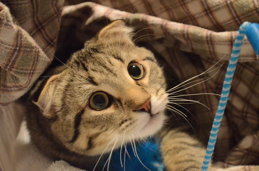 Вислоухий кот с зелеными глазами