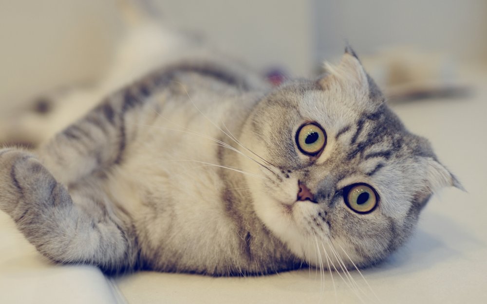 Вислоухая кошка с разными глазами порода