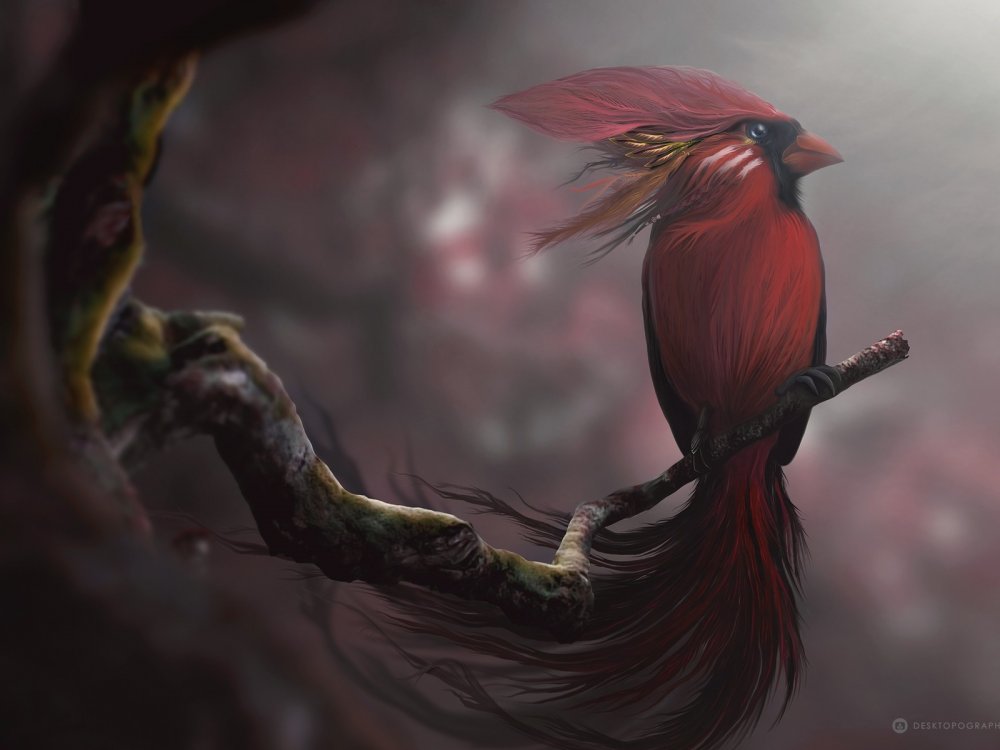Красноголовый Манакин птица