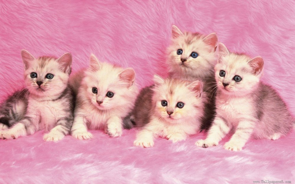 Милые розовые котики