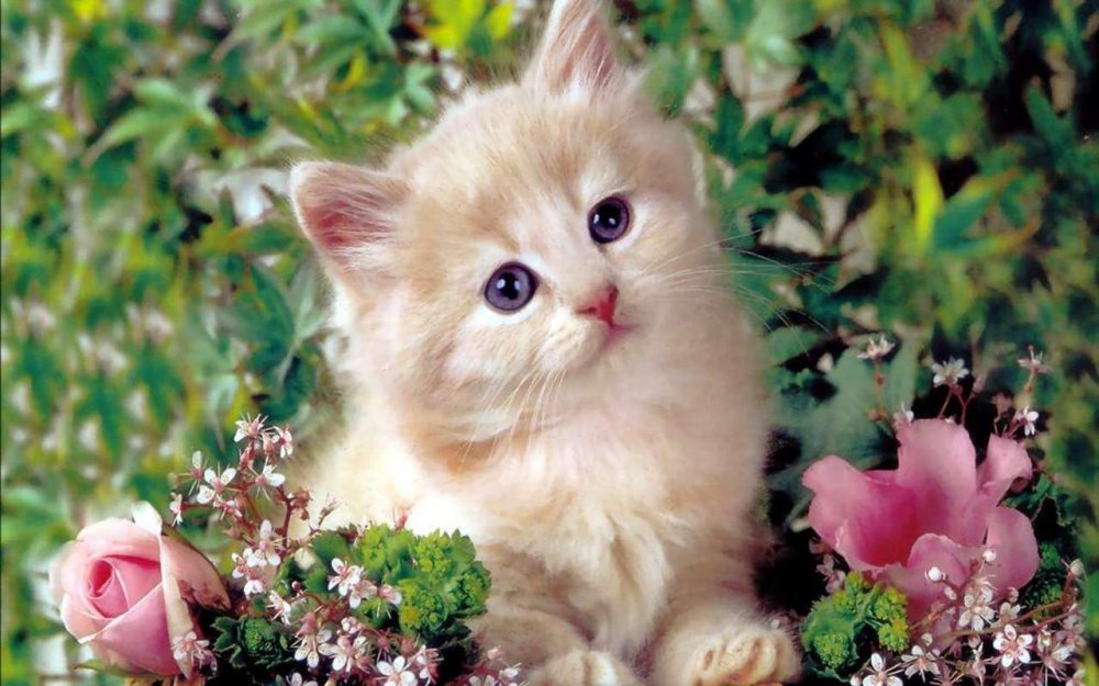 Милые котятки с цветами