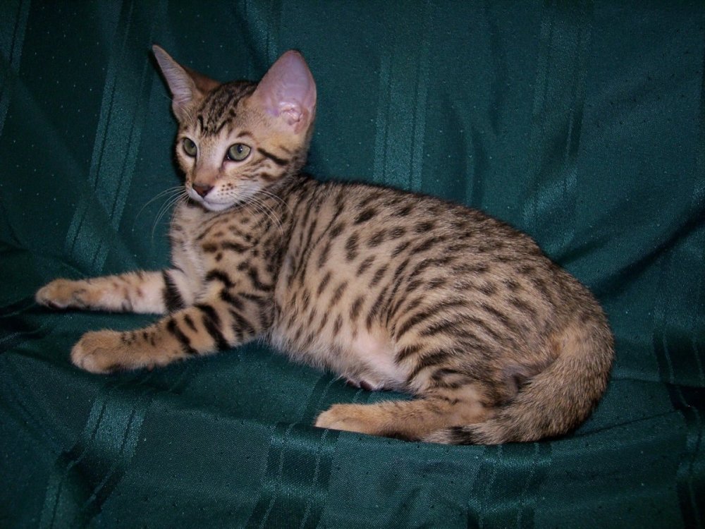 Бенгальский кот метис