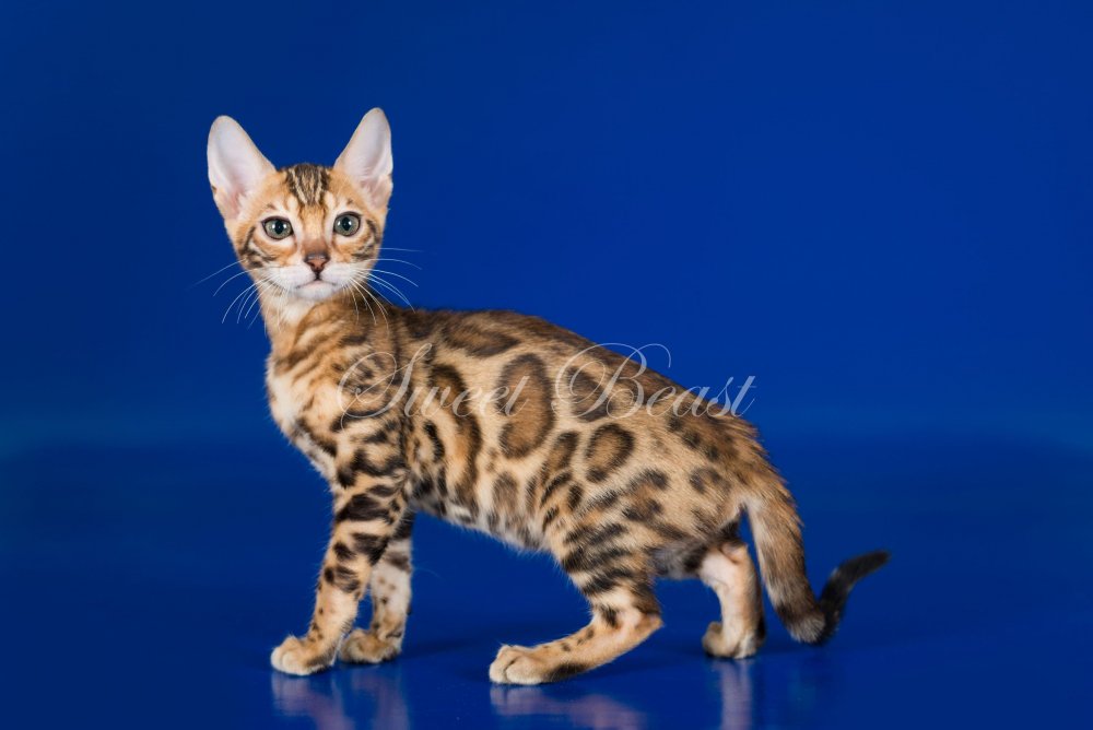 Мраморный бенгальский кот метис