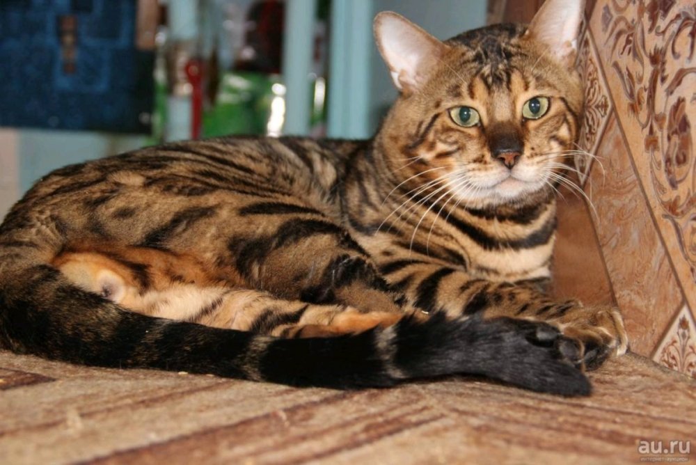 Бенгал-метис кошка