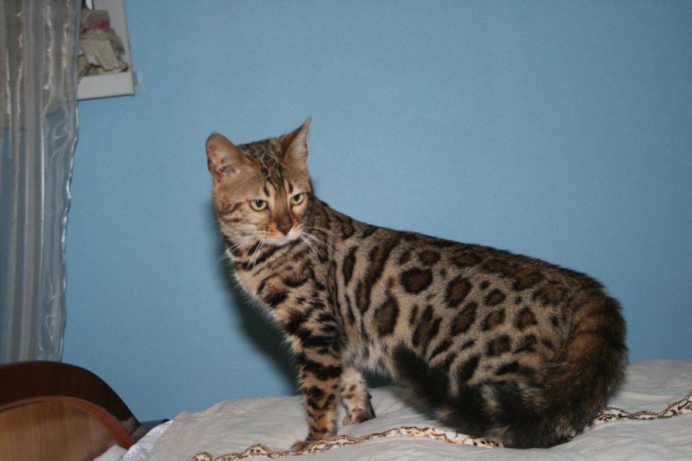 Бенгальская кошка Метиз