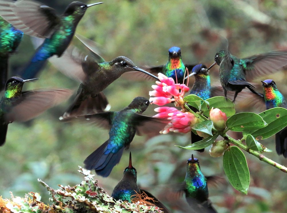 Южная Америка птицы Колибри
