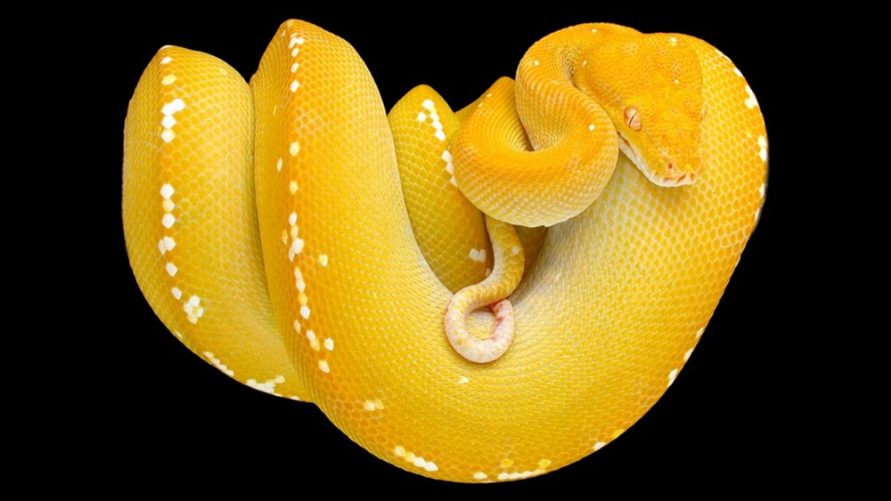 Змея Королевский желтый питон