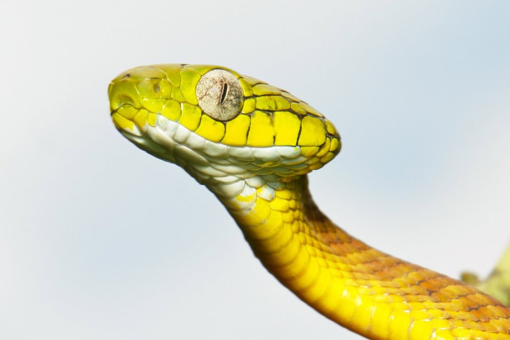 Желтая ядовитая змея