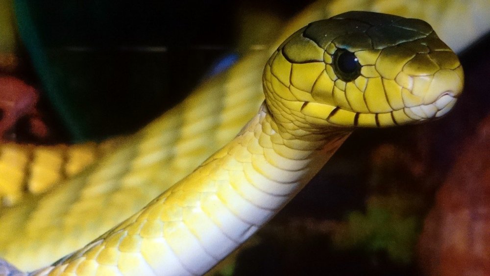 Полоз змея желтого цвета