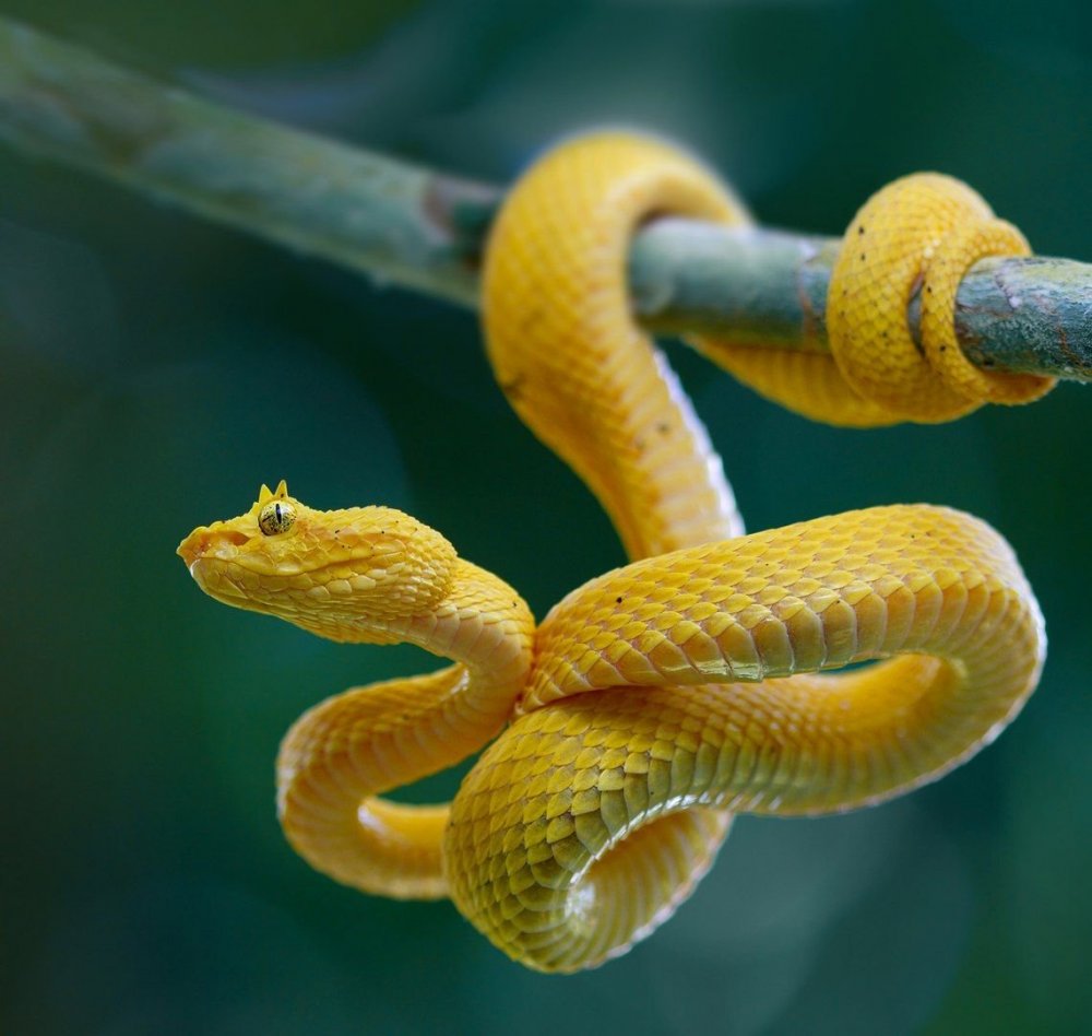 Змея с желтым хвостом