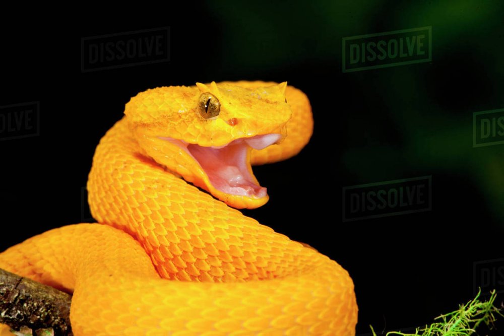 Желтые змеи