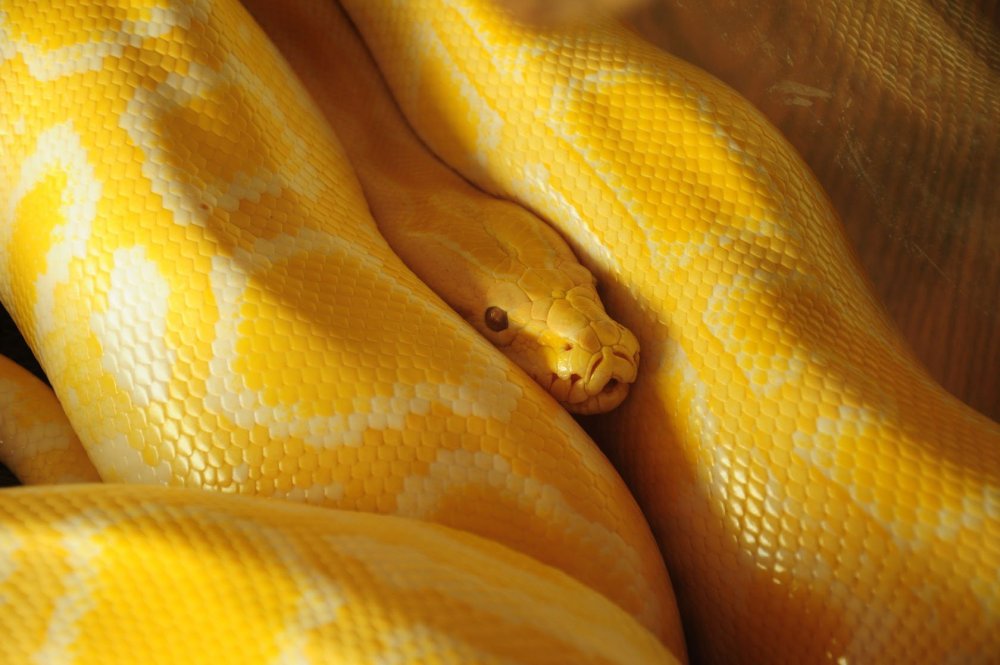 Змея с желтыми щеками