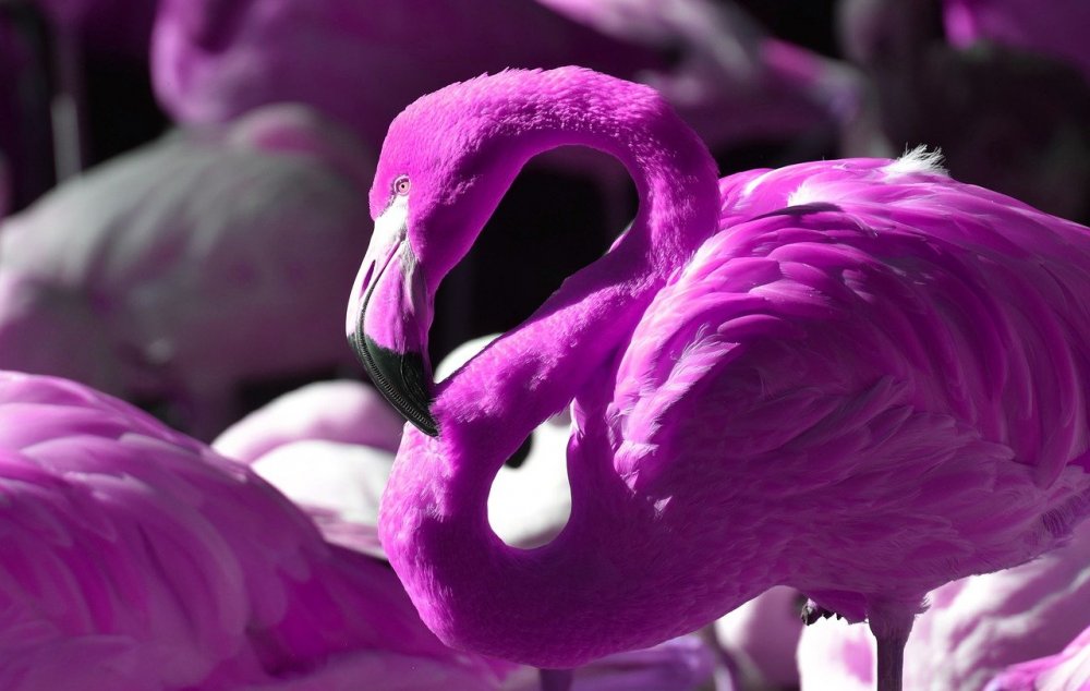 Фламинго сиреневый