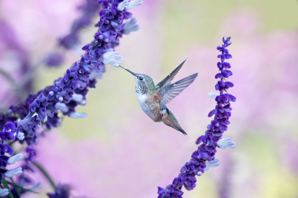 Колибри над цветком