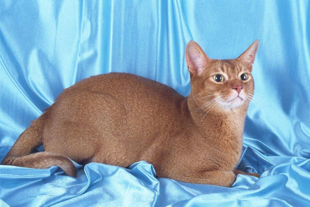 Абиссинская короткошерстная кошка