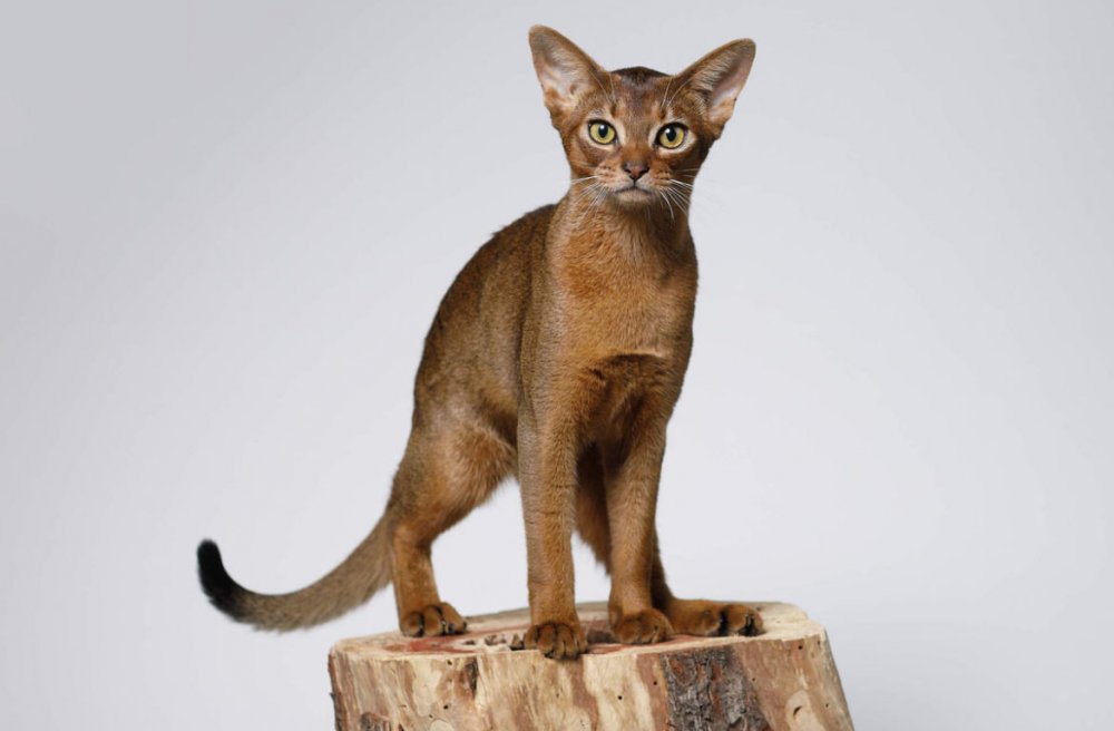 Абиссинская Ориентальная кошка