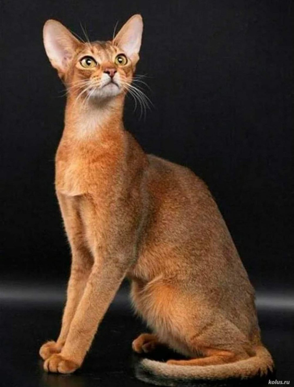 Абиссинская кошка рост