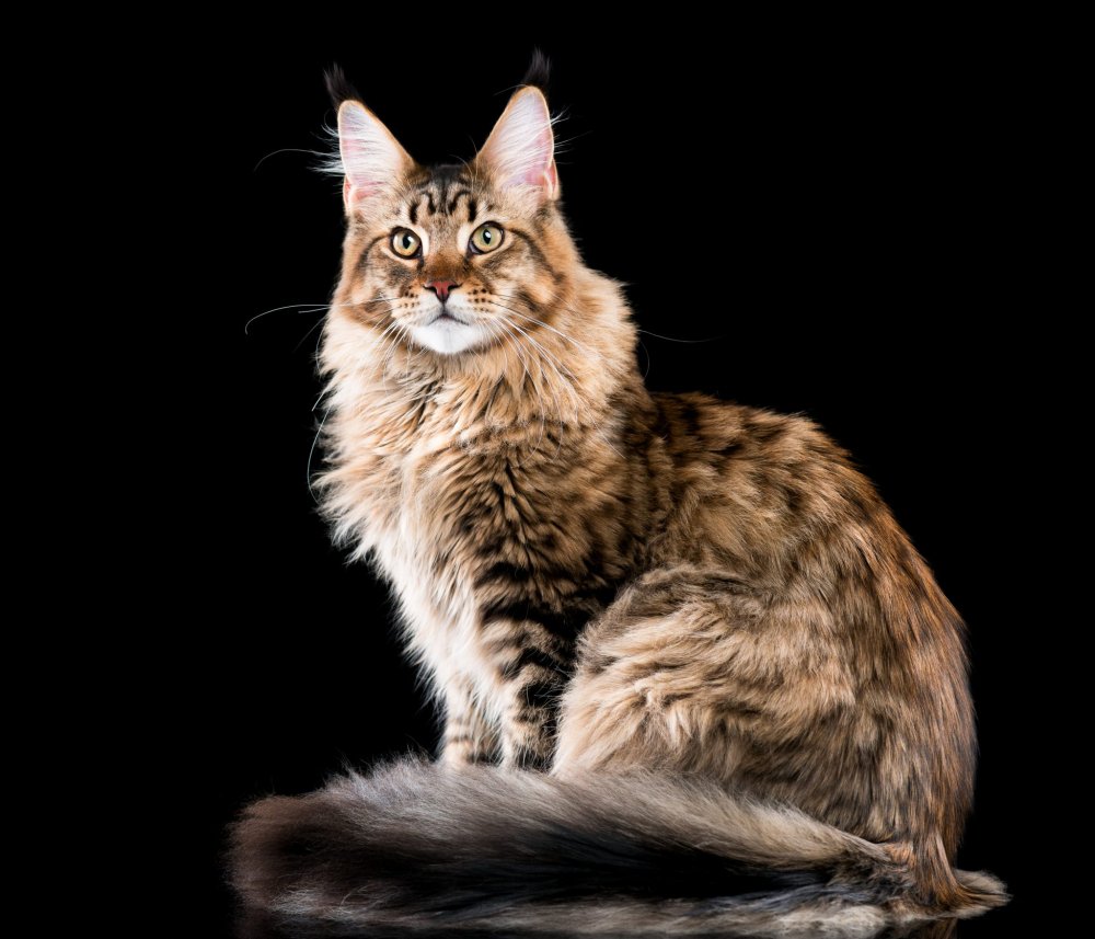 Кошка-Рысь порода Мейн кун