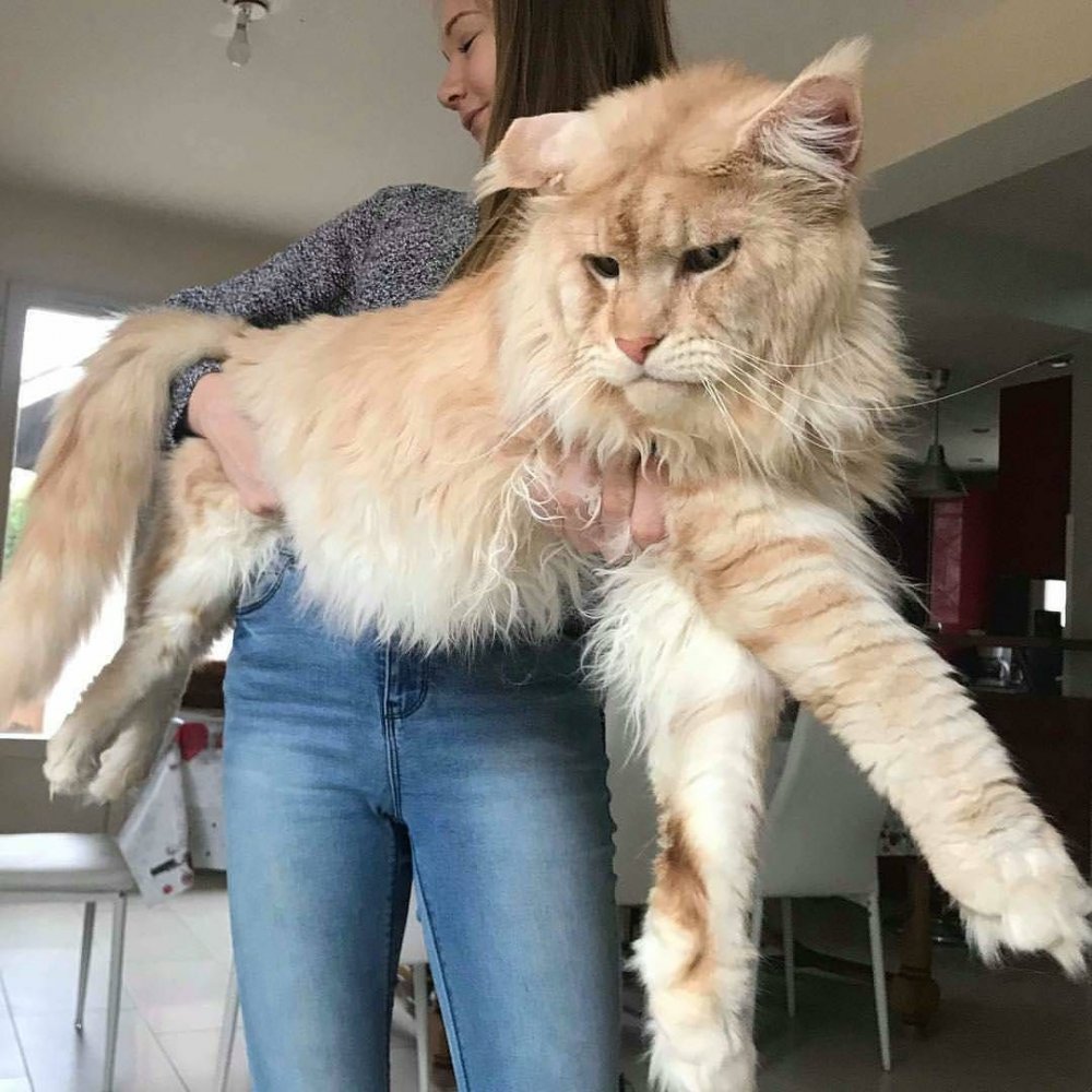 Большая кошка Мейн кун