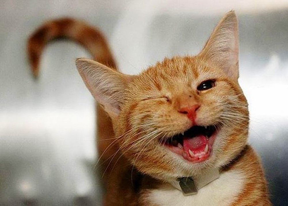 Радостный кот