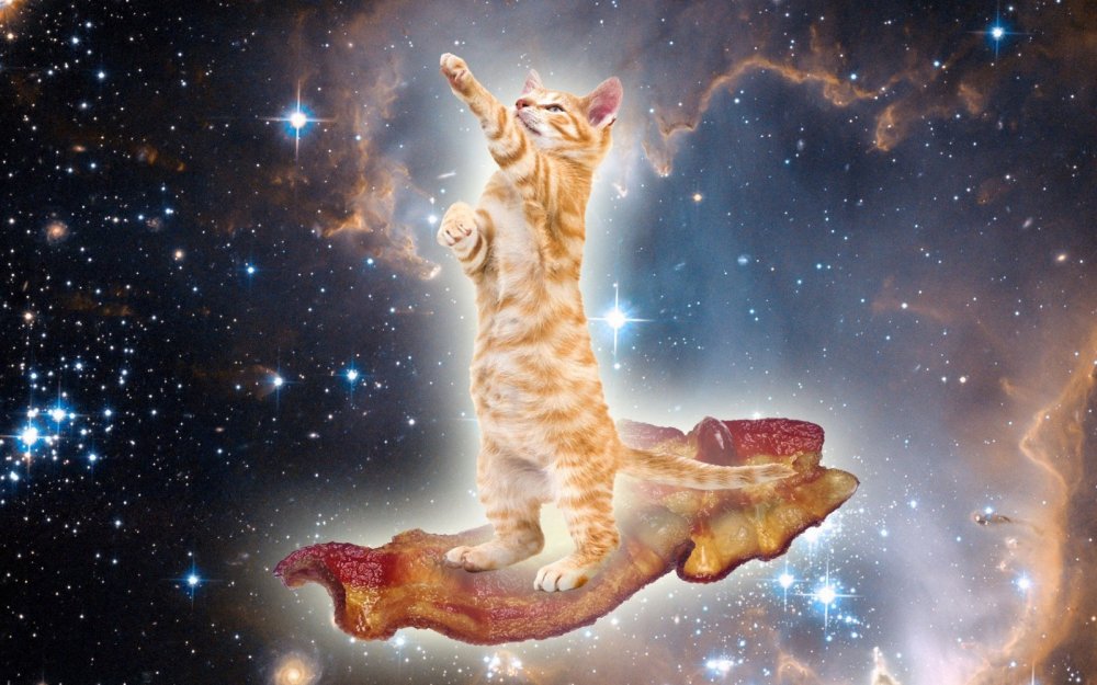 Коты Вселенная