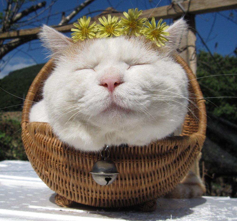 Японский кот Широнеко