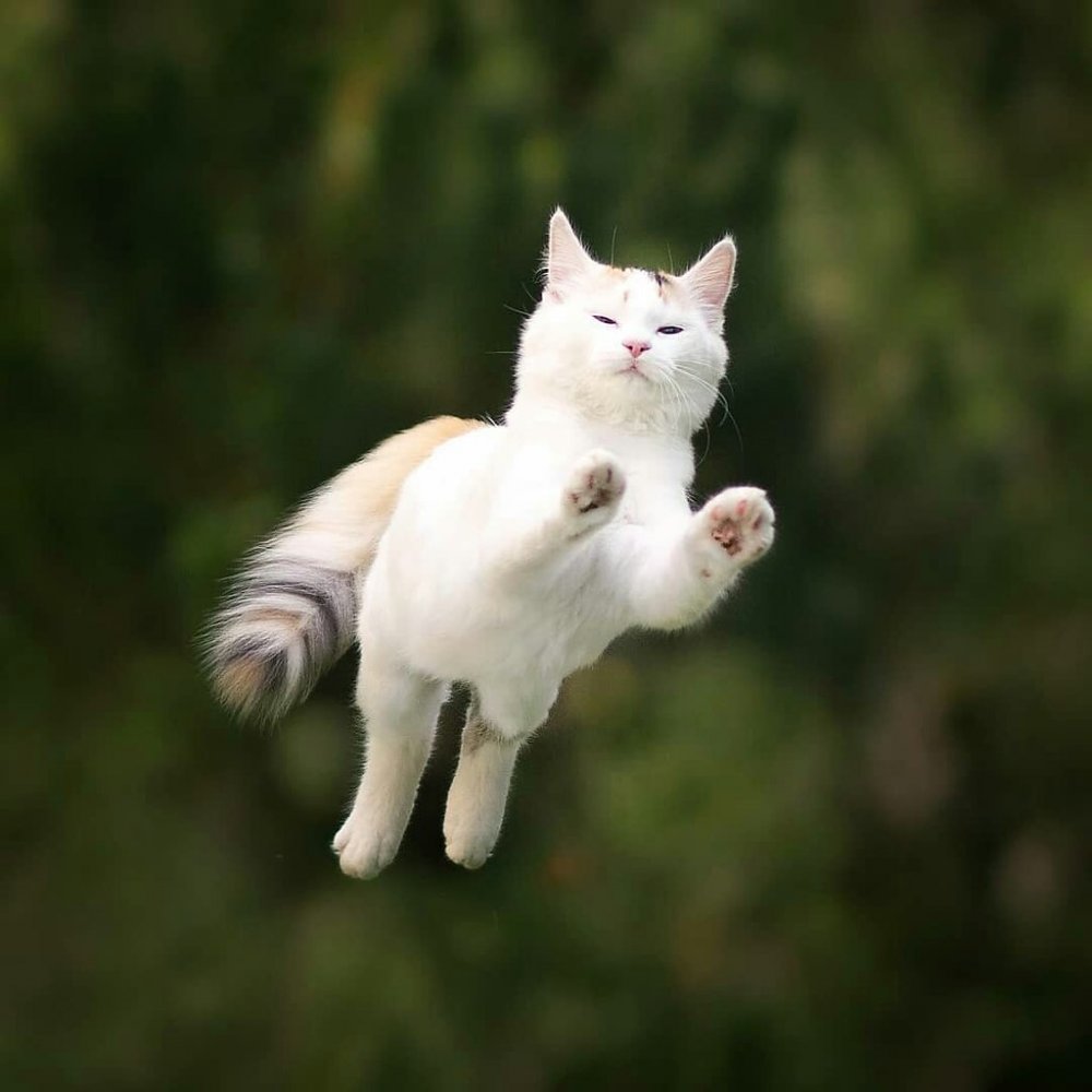 Пушистый кот в прыжке
