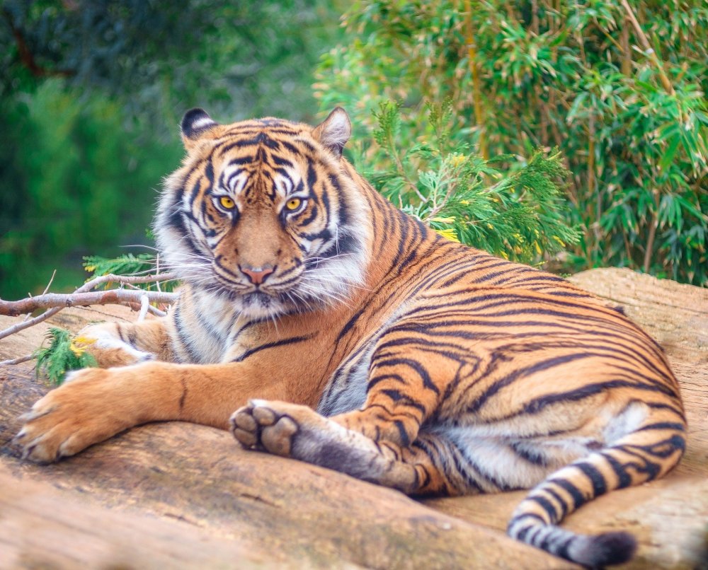 Тайгер тигр кот