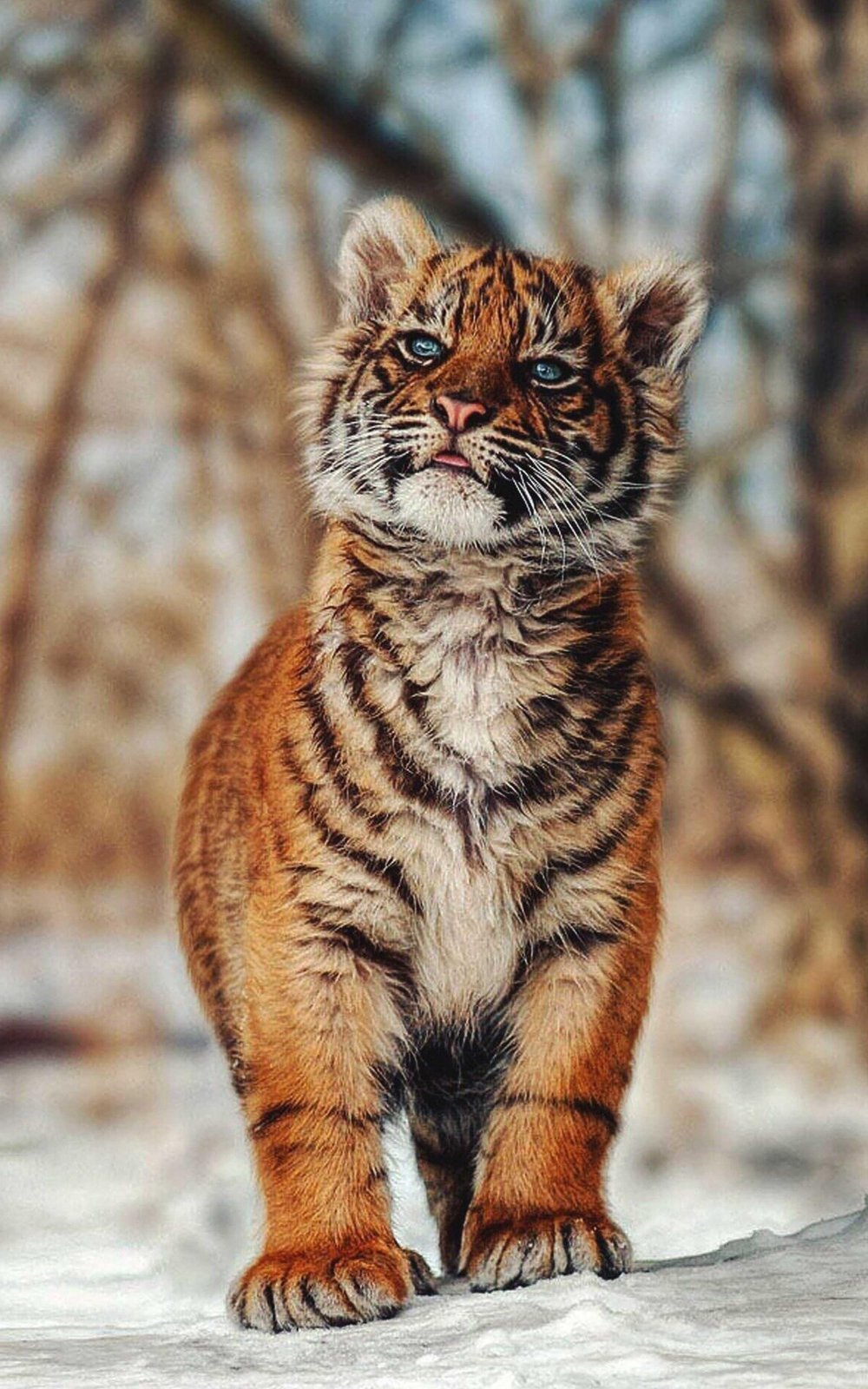 Тигренок тигр Тигренок тигр