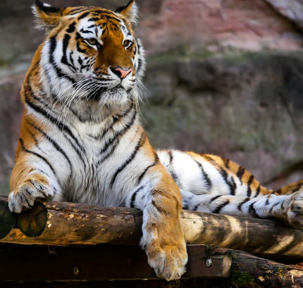Малазийский тигр