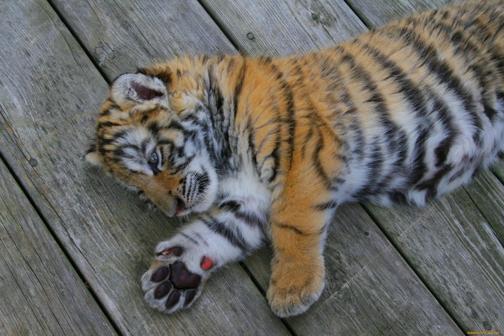 Амурский тигр котенок