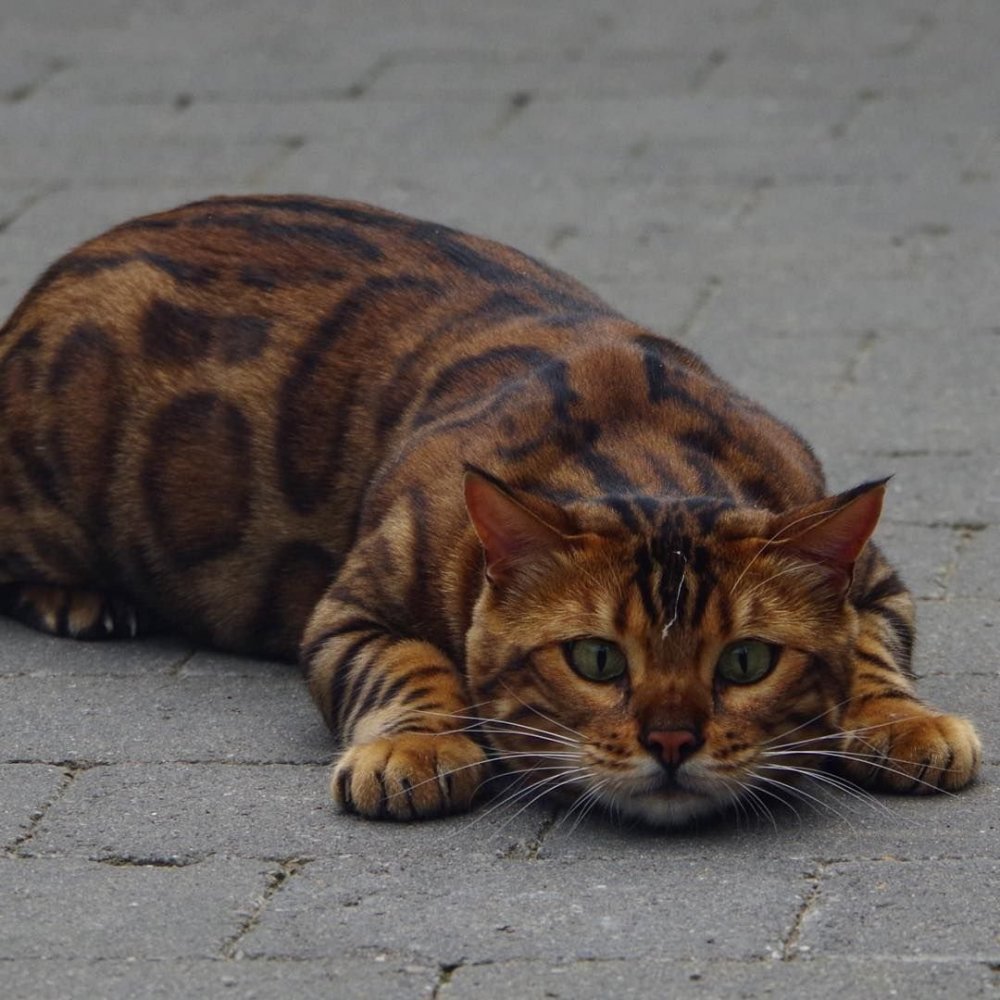 Тайгер бенгальский кот