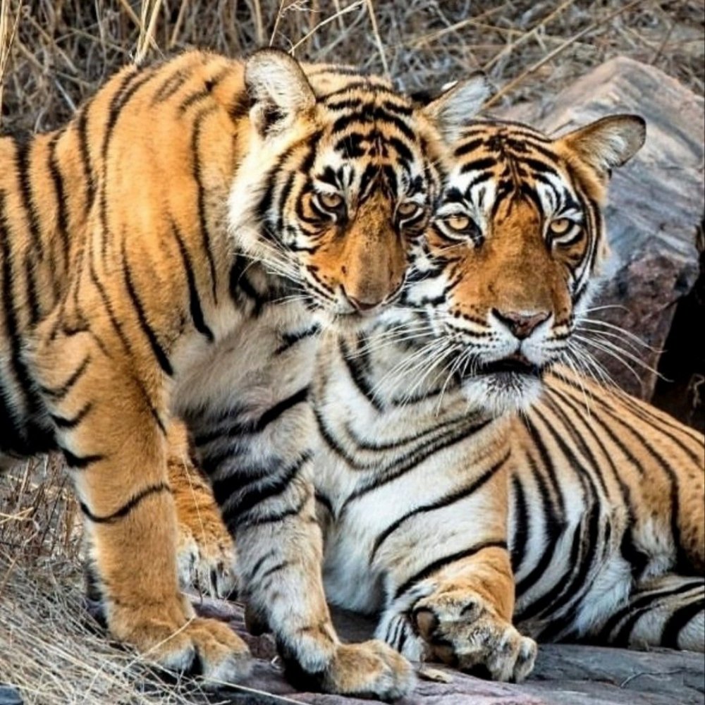 Бенгальский тигр с котенком