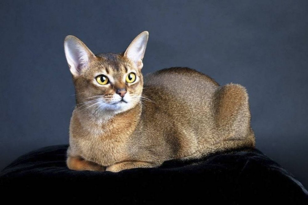 Кошка Египетская абиссинец