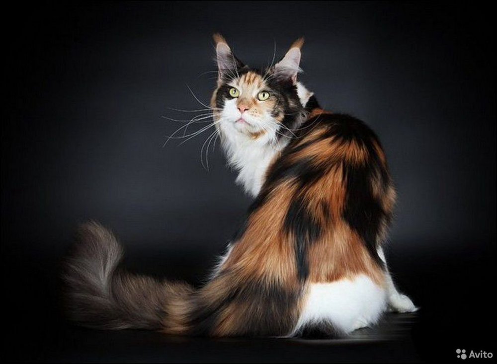 Трёхцветная кошка Мейн кун