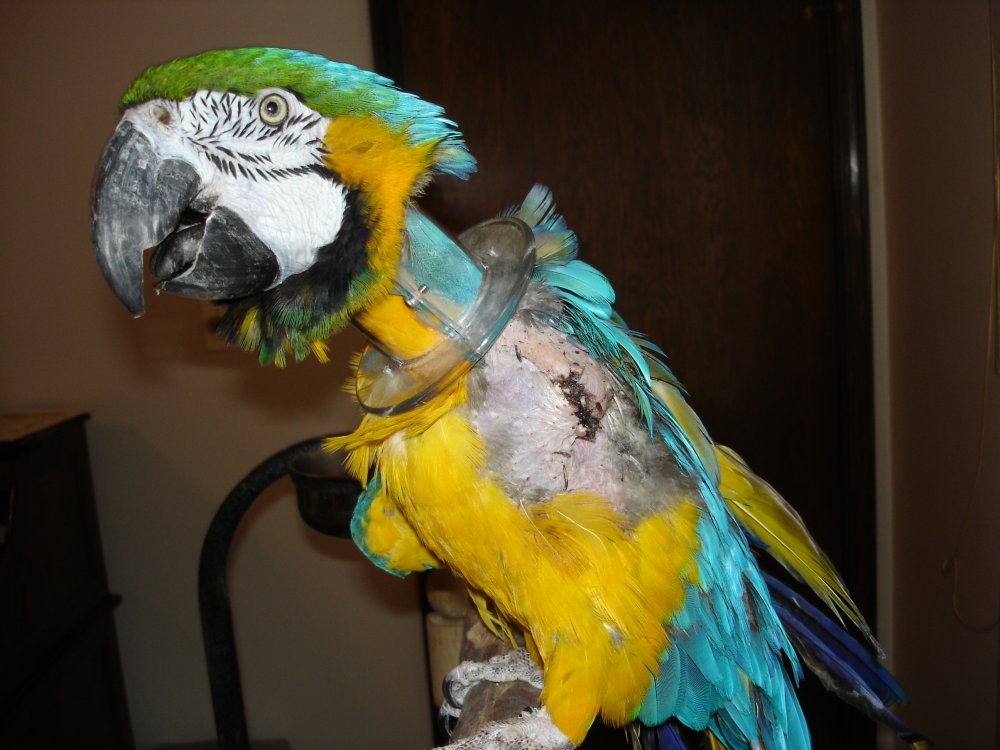 Ощипанный попугай ара