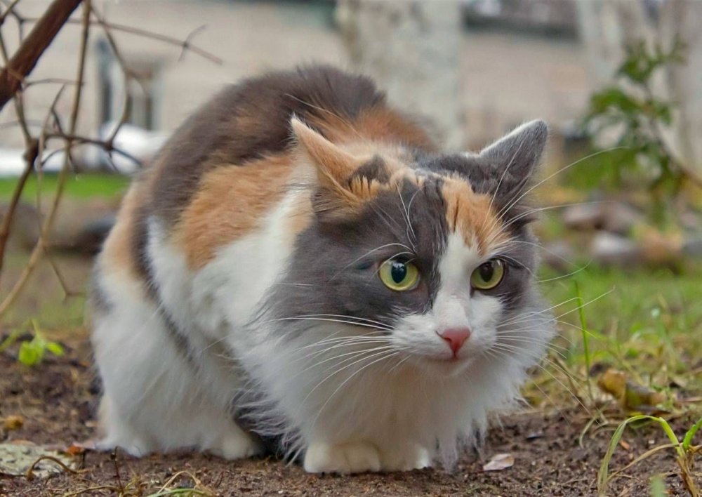 Сибирская кошка трехцветная короткошерстная