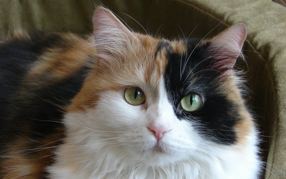 Сибирская ангорская кошка трёхцветная