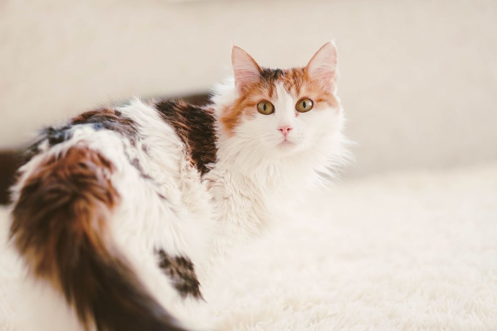 Трёхцветная кошка Сибирская кошка