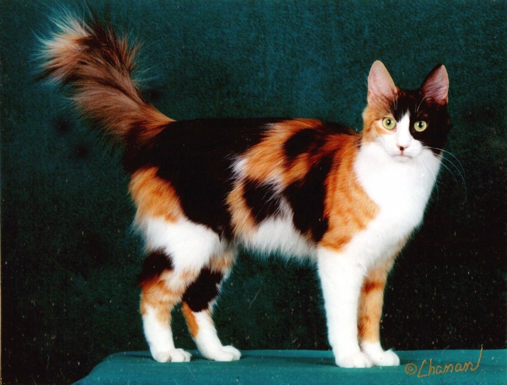 Трехшерстная ангорская кошка