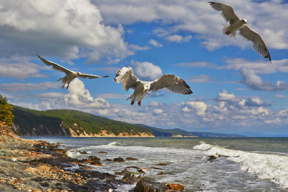 Берег моря с чайками