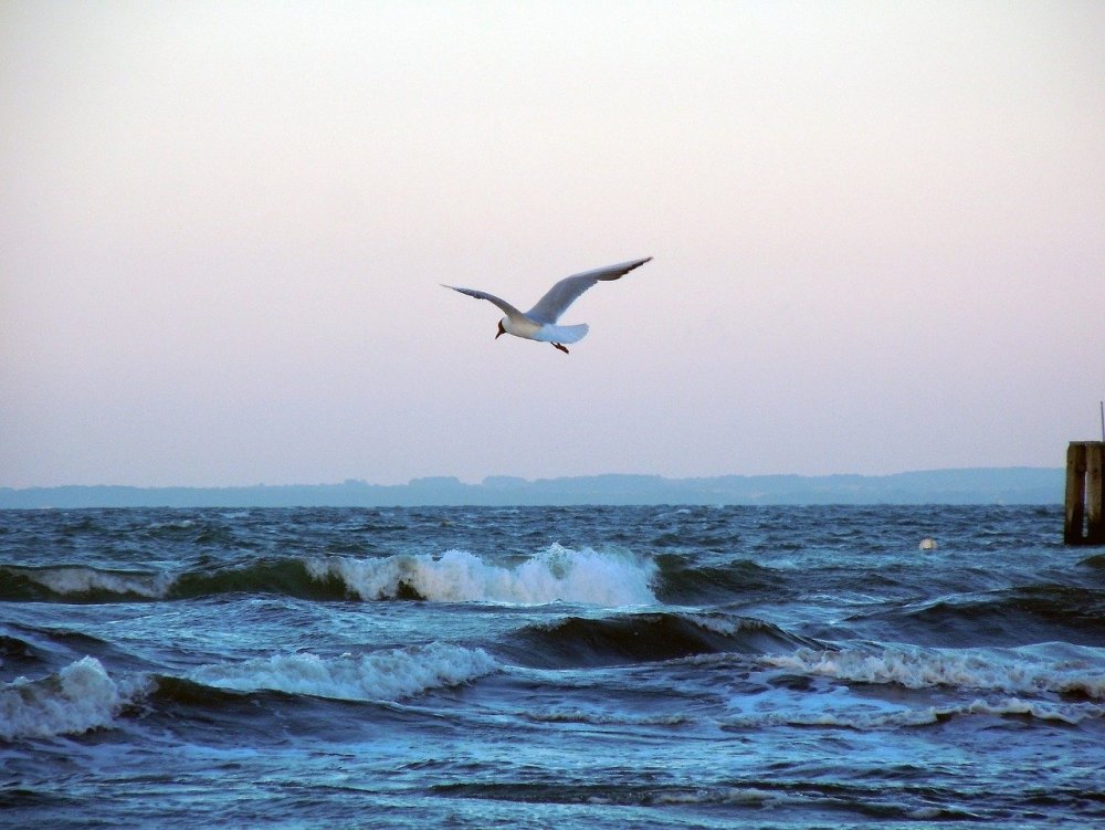 Чайки Балтийского моря